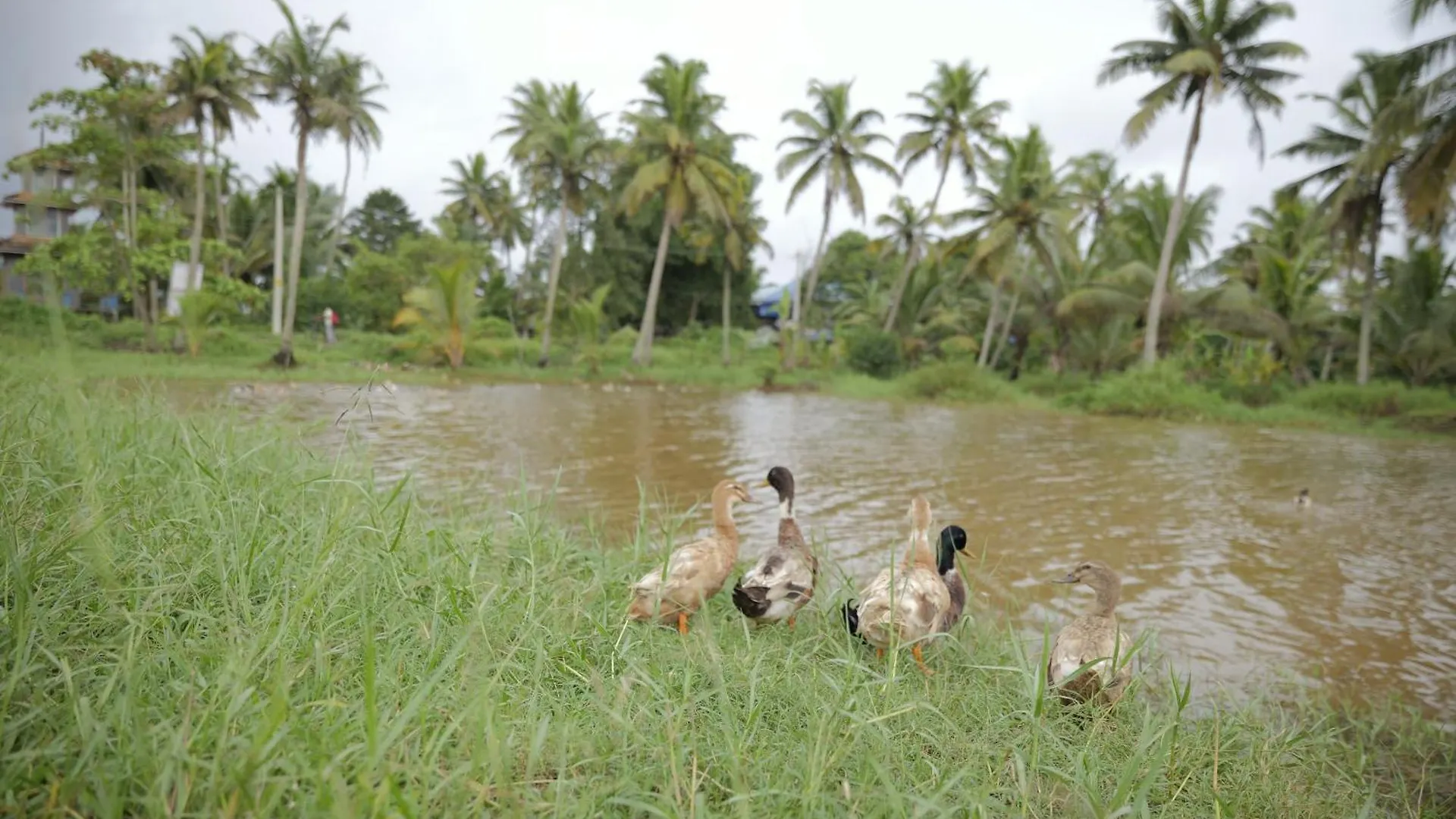 Neelambari Apartment Kumarakom 0*,  India